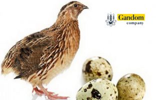 چگونه بلدرچین تخمگذار پرورش دهیم؟