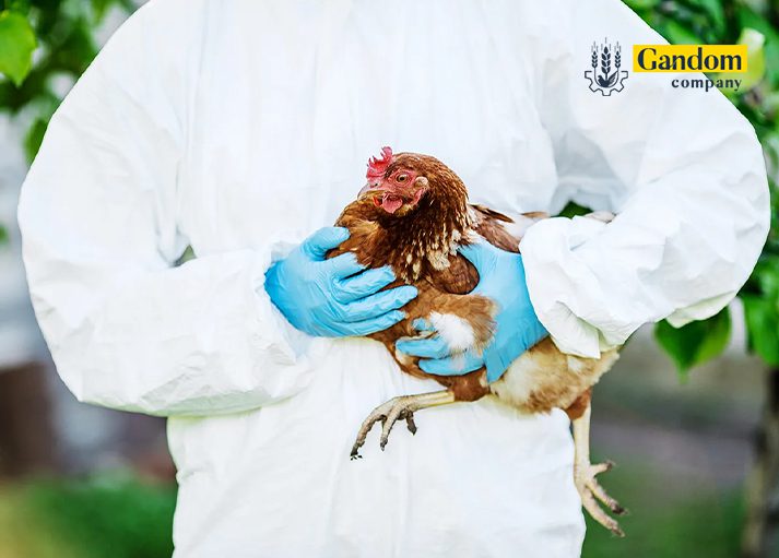 چرا بیماری های مرغ اهمیت دارد؟