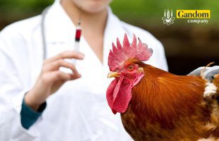 رایج ترین بیماری های مرغ : علائم، درمان  پیشگیری
