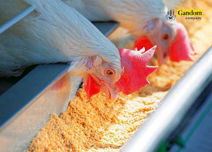 اهمیت تغذیه در پرورش مرغ تخمگذار