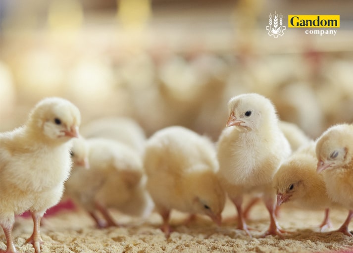 خرید جوجه یک روزه برای شروع پرورش مرغ تخمگذار