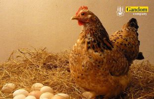 پرورش مرغ تخمگذار: مزایا، تجهیزات و میزان سرمایه