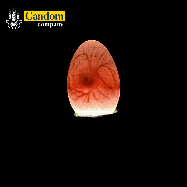 اهمیت نطفه سنجی(کندلینگ) در جوجه کشی