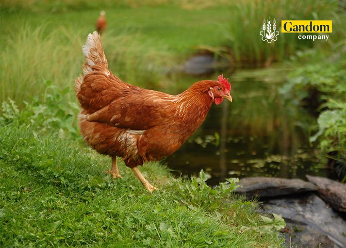 مرغ دنباله دار طلایی یا مرغ دو رگه (Golden Comet Chicken)