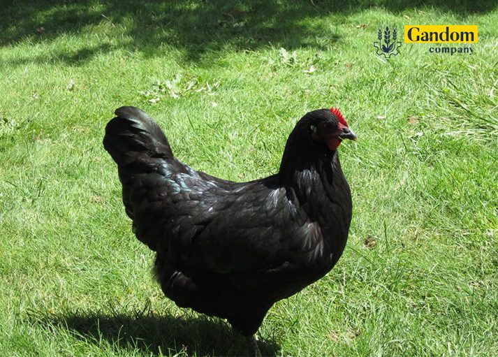 مرغ گوشتی جرسی غول پیکر