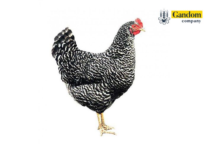 مرغ راک پلیموث