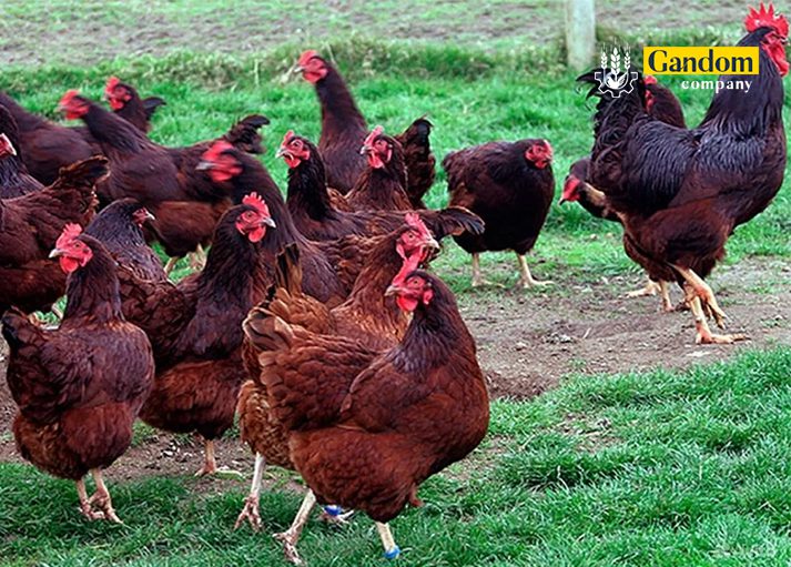 مرغ قرمز رود آیلند
