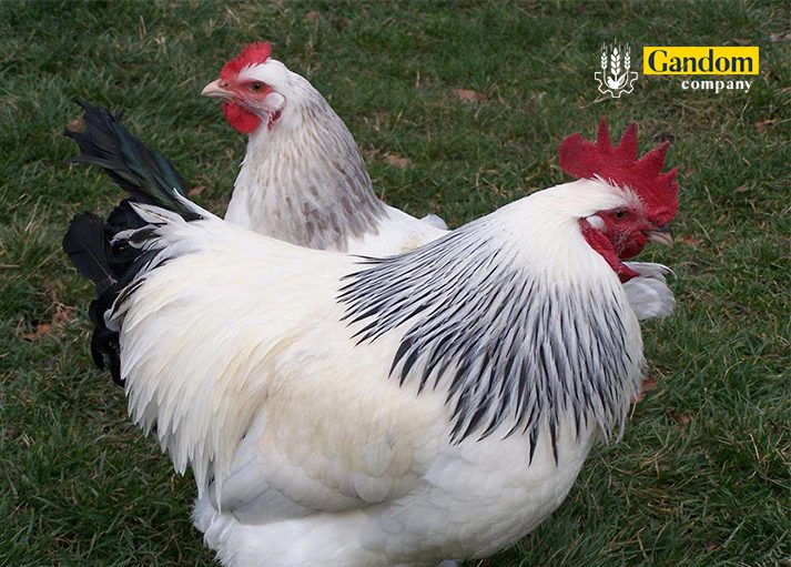 مرغ ساسکس
