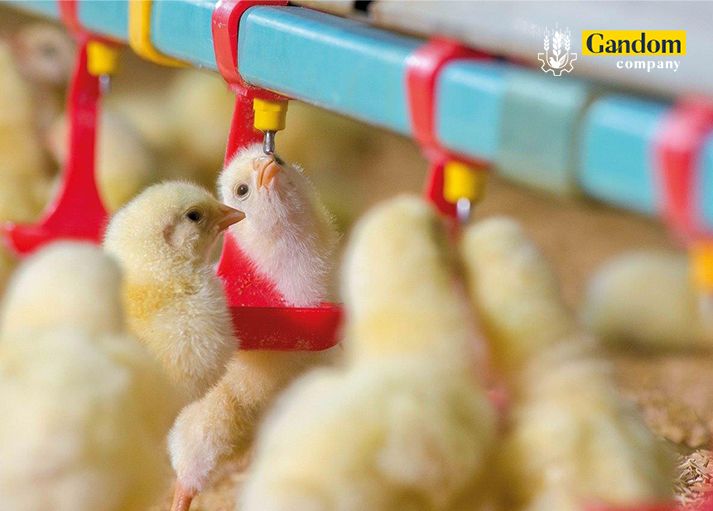 تجهیزات پرورش مرغ تخمگذار، آبخوری