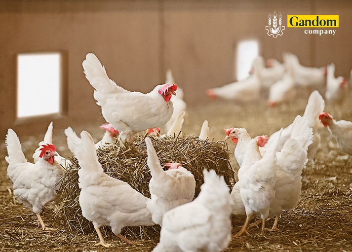 پرورش مرغ تخمگذار در بستر