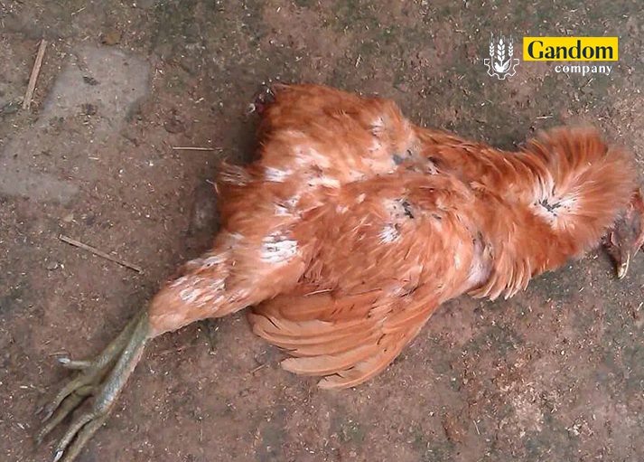 وبای مرغ