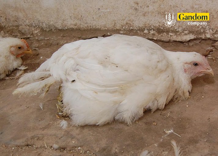 بیماری نیوکاسل
