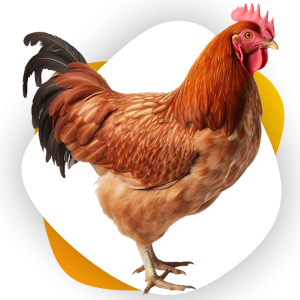 دان مرغ تخم گذار