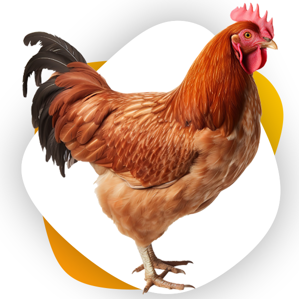دان مرغ